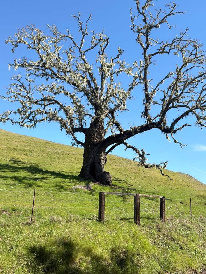 Thomas Labash - Springs and Seasons